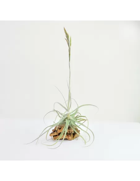 Tillandsia Streptocarpa