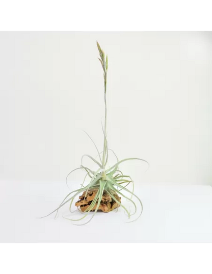 Tillandsia Streptocarpa