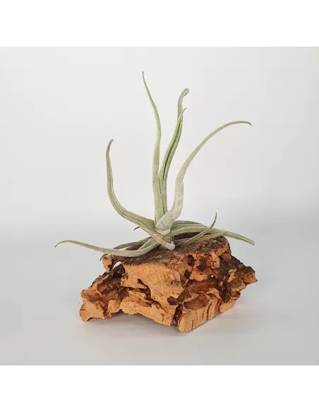 Tillandsia Streptocarpa