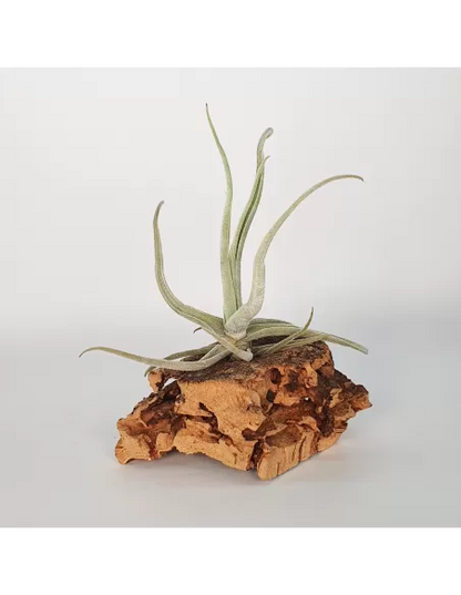 Tillandsia Streptocarpa