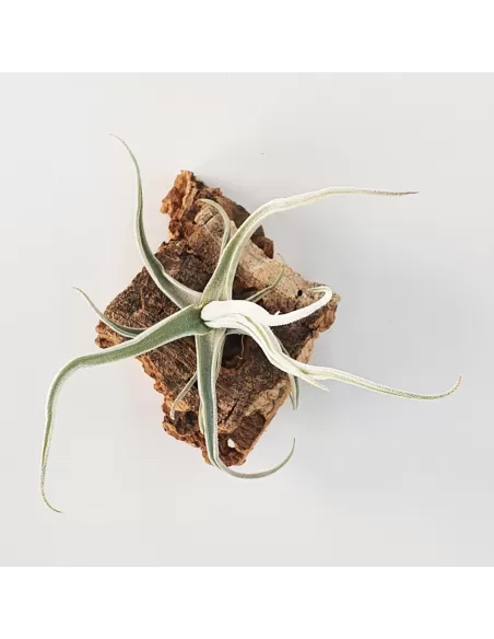 Tillandsia Streptocarpa