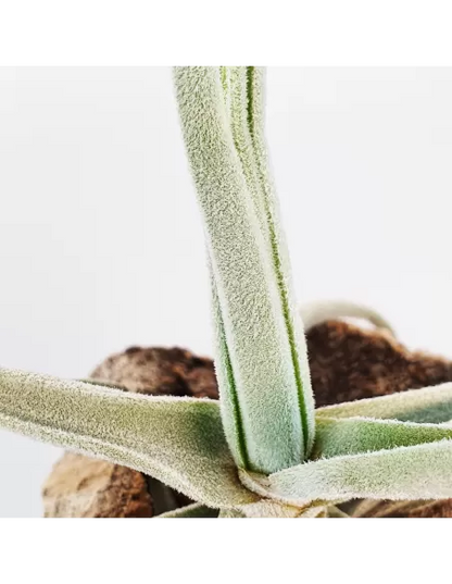 Tillandsia Streptocarpa