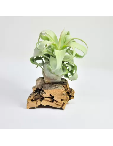 Tillandsia Streptophylla