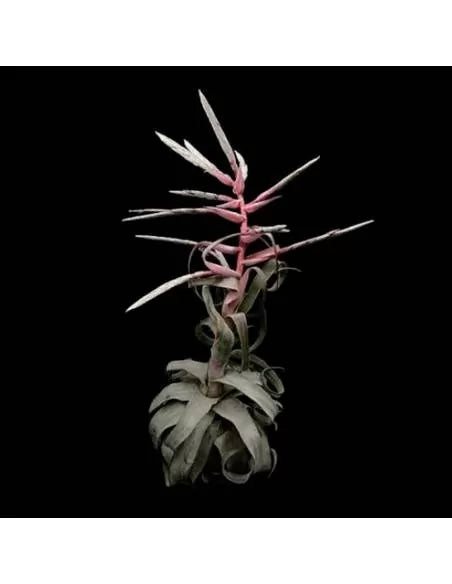 Tillandsia Streptophylla