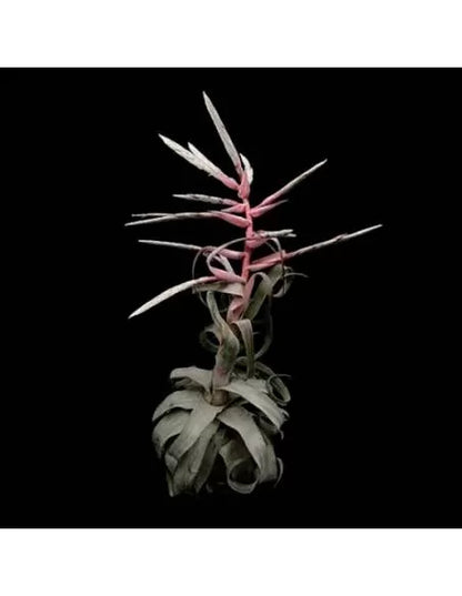 Tillandsia Streptophylla