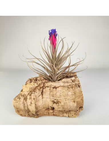 Tillandsia (Stricta Green x Stricta Hart) X Holm´s Star Rose