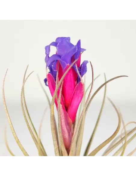 Tillandsia (Stricta Green x Stricta Hart) X Holm´s Star Rose
