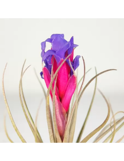 Tillandsia (Stricta Green x Stricta Hart) X Holm´s Star Rose