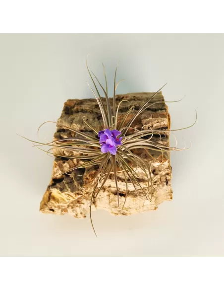 Tillandsia (Stricta Green x Stricta Hart) X Holm´s Star Rose