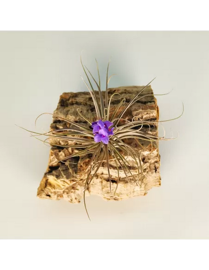 Tillandsia (Stricta Green x Stricta Hart) X Holm´s Star Rose