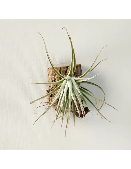 Tillandsia Stricta Grey x Holm's Rose Bud