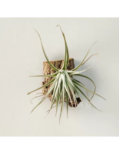 Tillandsia Stricta Grey x Holm's Rose Bud
