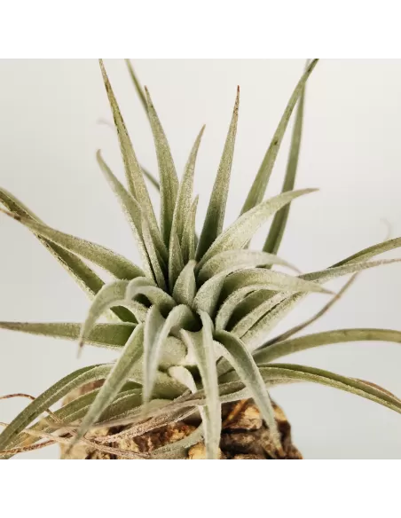 Tillandsia Stricta Grey x Holm's Rose Bud