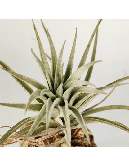 Tillandsia Stricta Grey x Holm's Rose Bud