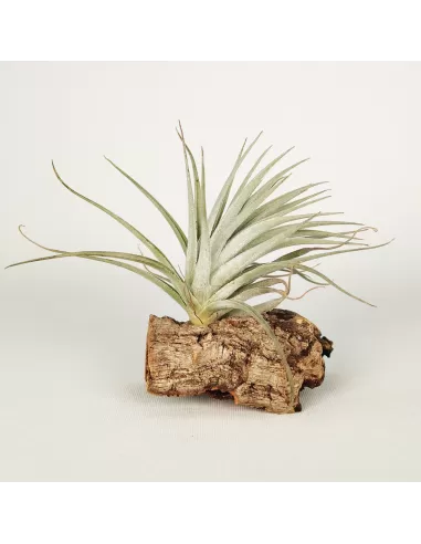 Tillandsia Stricta Grün-Hart x Tenuifolia Amethyst