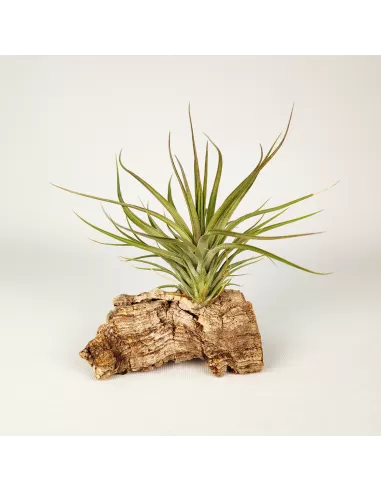 Tillandsia Stricta Hart X Aeranthos