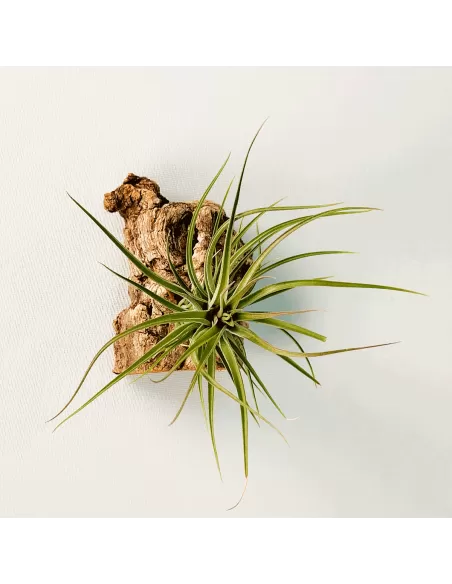 Tillandsia Stricta Grün-Hart x Tenuifolia Amethyst
