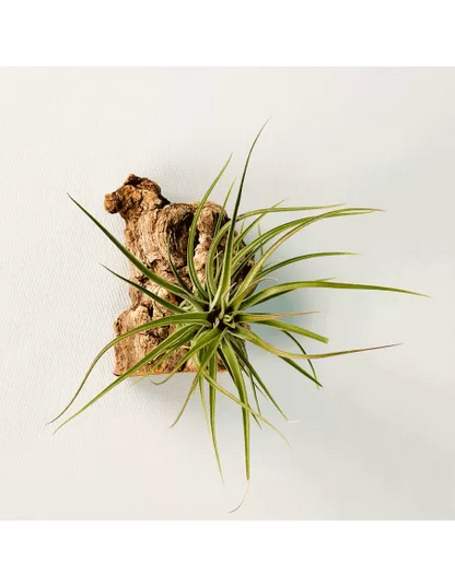 Tillandsia Stricta Hart X Aeranthos