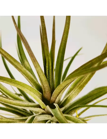 Tillandsia Stricta Grün-Hart x Tenuifolia Amethyst