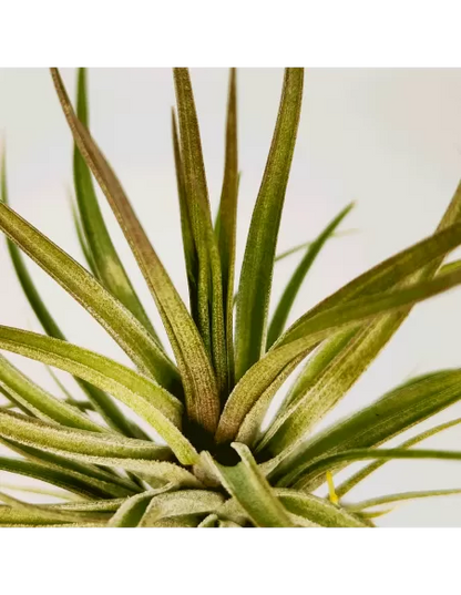 Tillandsia Stricta Hart X Aeranthos