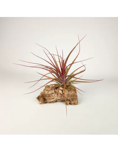 Tillandsia Stricta Grün x Stricta Hart x Tenuifolia Amethyst Red Type