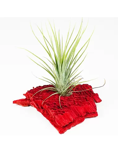 Tillandsia Stricta Grün x Stricta Piniformi