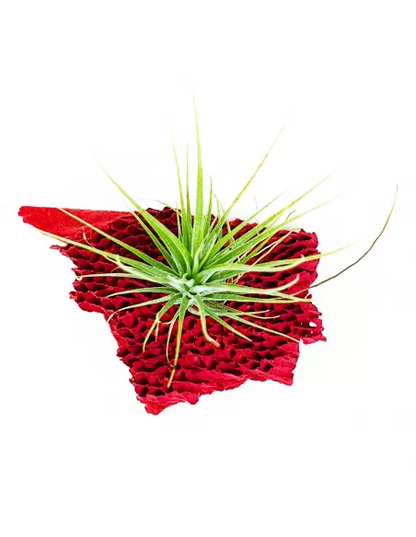 Tillandsia Stricta Grün x Stricta Piniformi