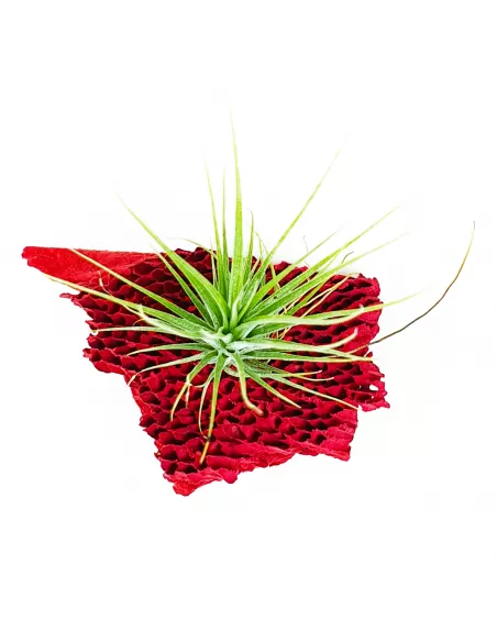 Tillandsia Stricta Grün x Stricta Piniformi