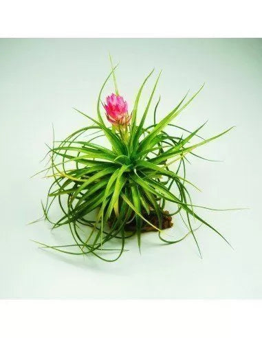 Tillandsia Stricta Hart