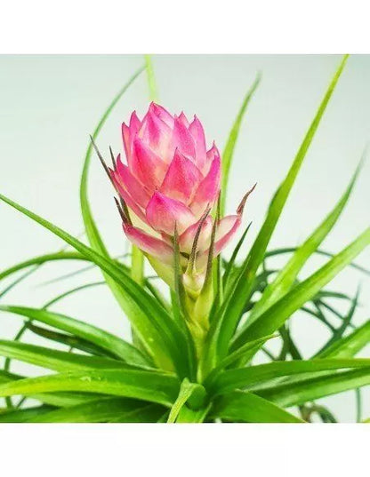 Tillandsia Stricta Hart