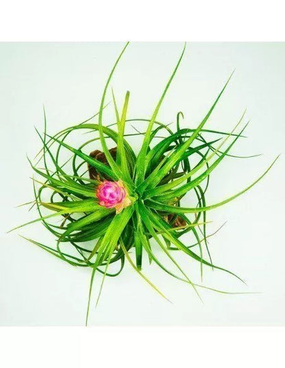Tillandsia Stricta Hart