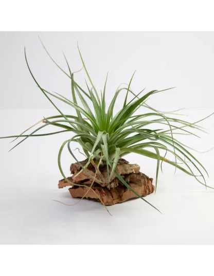 Tillandsia Stricta Hart