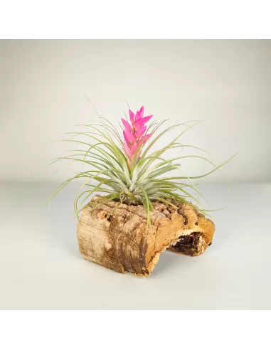 Tillandsia Stricta Hart x Stricta Green