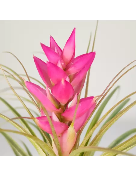 Tillandsia Stricta Hart x Stricta Green