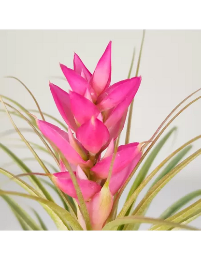 Tillandsia Stricta Hart x Stricta Green