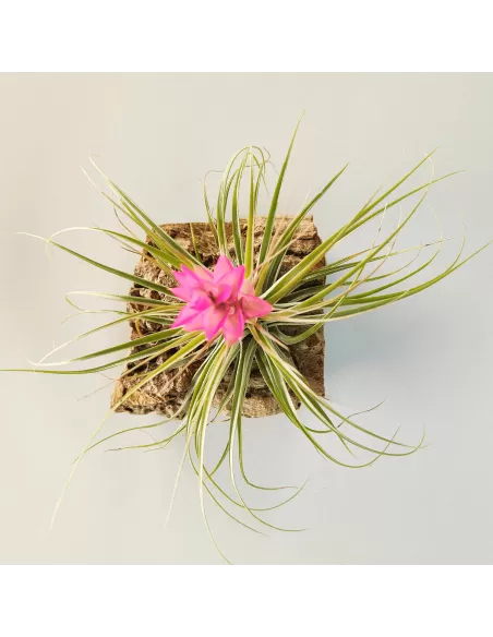 Tillandsia Stricta Hart x Stricta Green