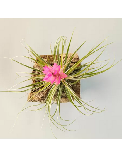 Tillandsia Stricta Hart x Stricta Green