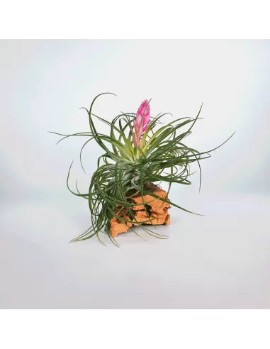 Tillandsia Stricta Rubra