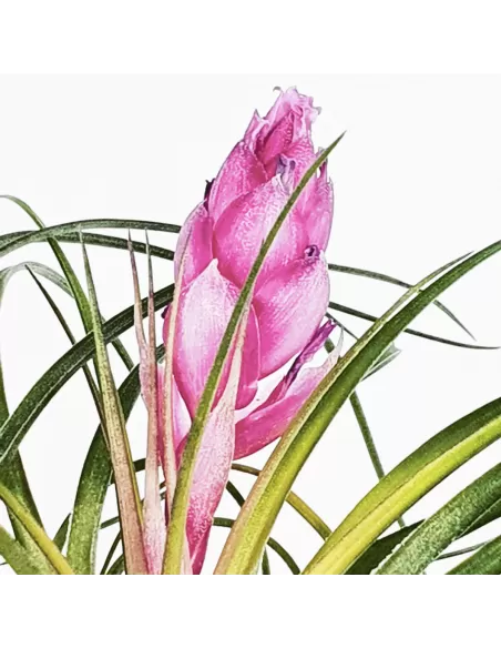 Tillandsia Stricta Rubra