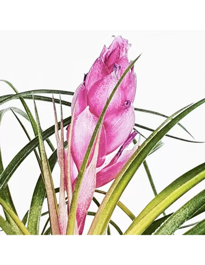 Tillandsia Stricta Rubra