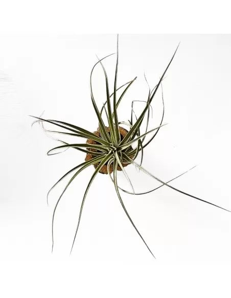 Tillandsia Stricta Silver