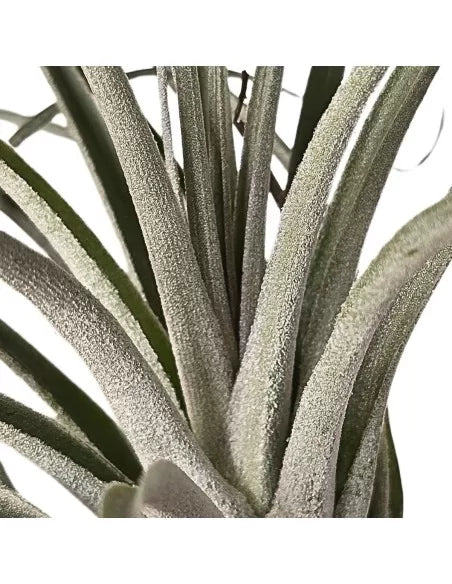 Tillandsia Stricta Silver
