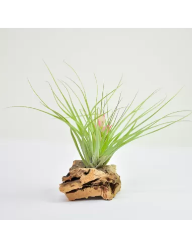 Tillandsia Stricta Soft