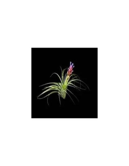 Tillandsia Stricta Soft