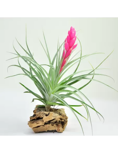 Tillandsia Stricta