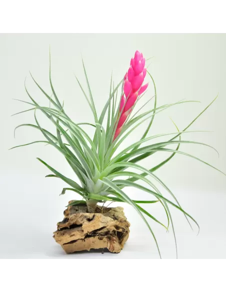 Tillandsia Stricta