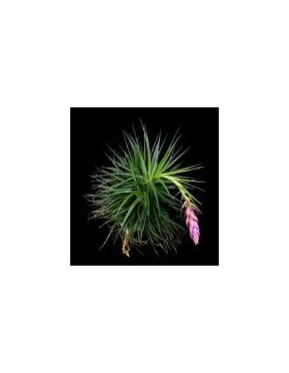 Tillandsia Stricta