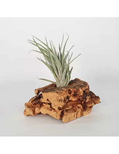 Tillandsia sucrei