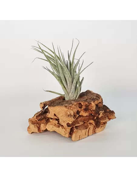 Tillandsia sucrei