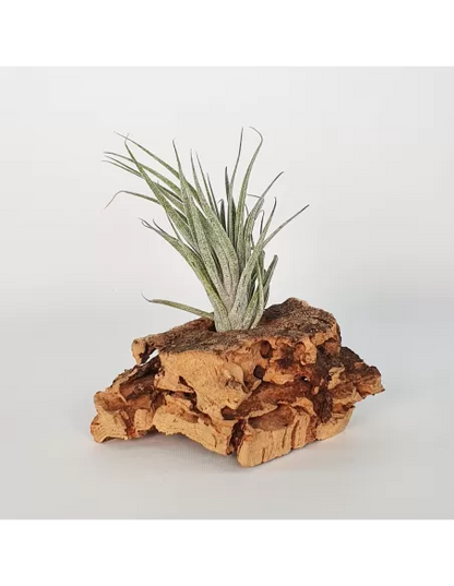 Tillandsia sucrei
